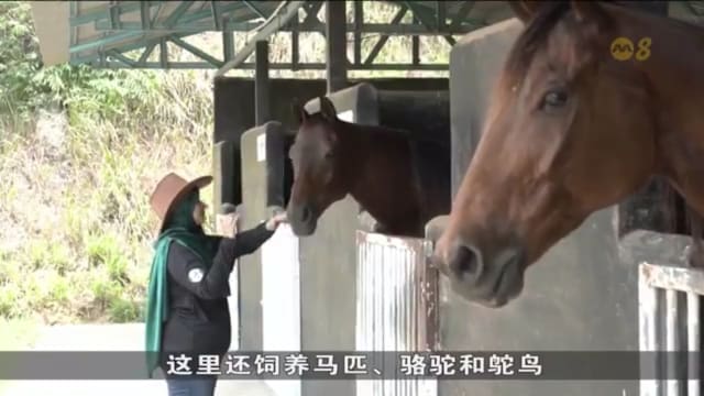 向往农场生活 狮城人柔佛开农场兼生态旅游