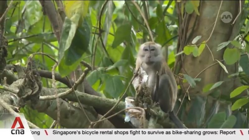 NParks to sterilise long-tailed macaques at Maju Forest to manage population