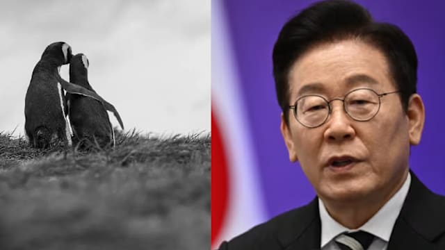 以企鹅相拥象征朝韩和解 李在明盼与金正恩会面