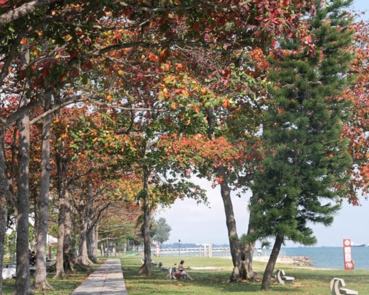 Move to plant 1 million trees over next decade laudable, but how about those that were cleared in the first place?