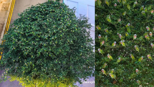 组屋区奇观！数百只野生鹦鹉同一棵树上栖息