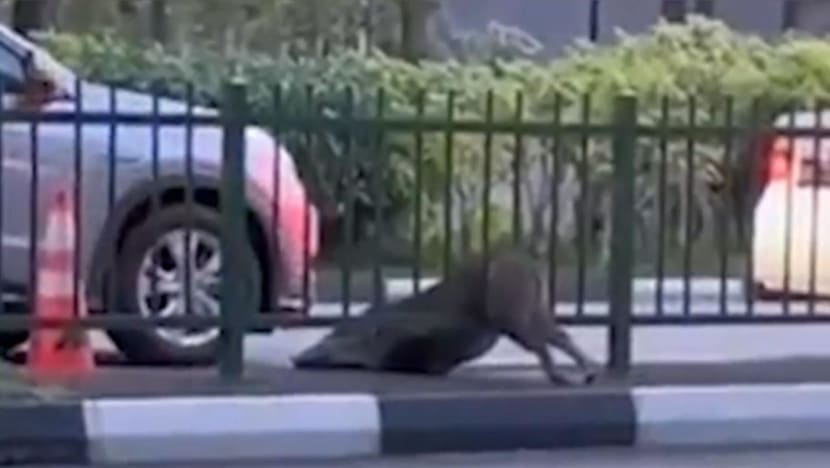 Wild boar trapped in Punggol road divider freed but euthanised due to injuries: NParks