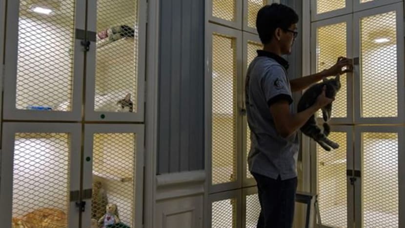 Pusat penginapan haiwan tawar khidmat jagaan haiwan eksotik Pusat penginapan haiwan tawar khidmat jagaan haiwan eksotik