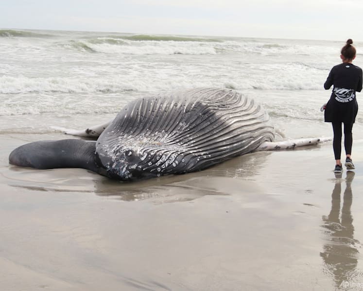 Pause sought in US wind farm ocean preparation works after 7th dead whale