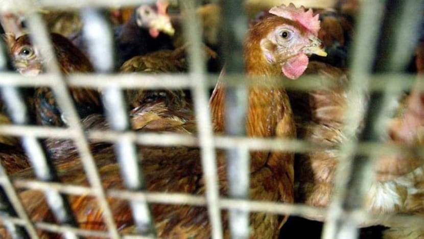 SFA akan berusaha kurangkan kesan import ayam M'sia