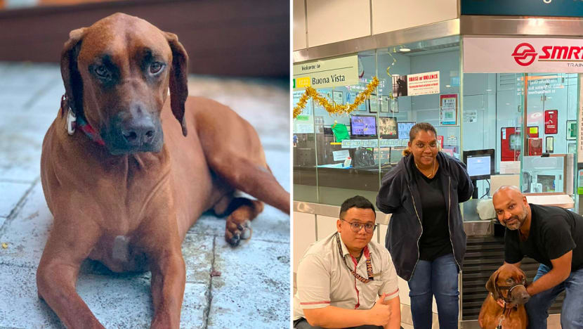 #trending: Lost dog wanders 1km to Buona Vista MRT Station, reunites with owner thanks to helpful SMRT staff