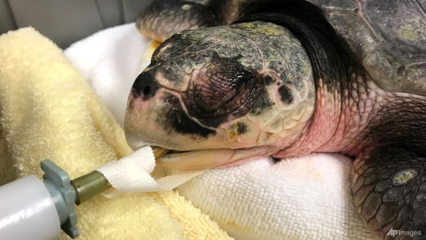 When turtles fly: Cold-stunned animals nursed in Mississippi When turtles fly: Cold-stunned animals nursed in Mississippi
