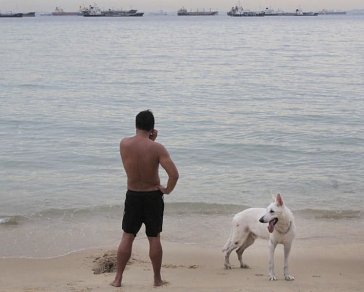 Crocodile spotted near National Sailing Centre, all water activities suspended