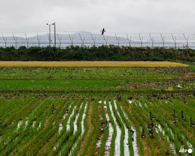 South Korea recovers landmines washed from North by floods