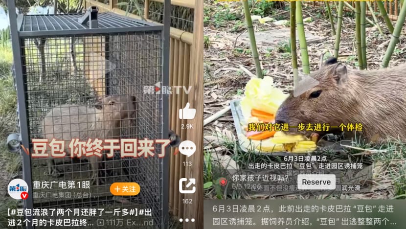 Return of Doubao: Chinese netizens rejoice at return of fugitive capybara Return of Doubao: Chinese netizens rejoice at return of fugitive capybara
