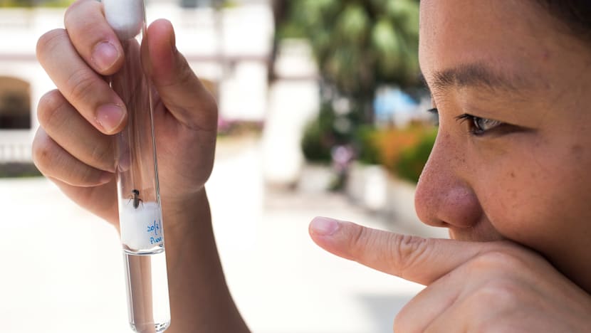 Ants as pets? The hobby is catching on in Singapore