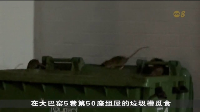 大巴窑5巷组屋区出现鼠患 有居民车子电线被咬坏
