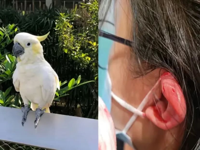 The sulphur-crested cockatoo and Ms Serene Chen's daughter, whose ear was bitten.