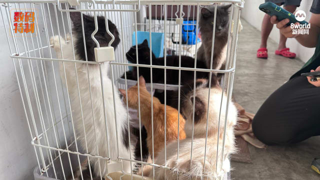 租赁组屋近15只猫咪疑遭弃养 女子报警图破门救猫