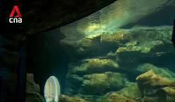 Sustainable tourism: Singapore Oceanarium opens, connecting visitors to marine conservation 
