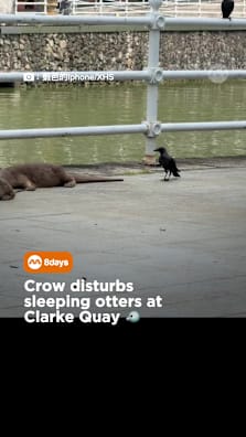 Don’t wake the sleeping dragon 😅 #8dayssg #8dayssgtrending #otters #crow #sgfyp