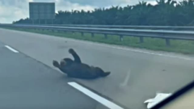 马来熊误闯马国高速公路 被车撞倒后路中痛苦哀嚎