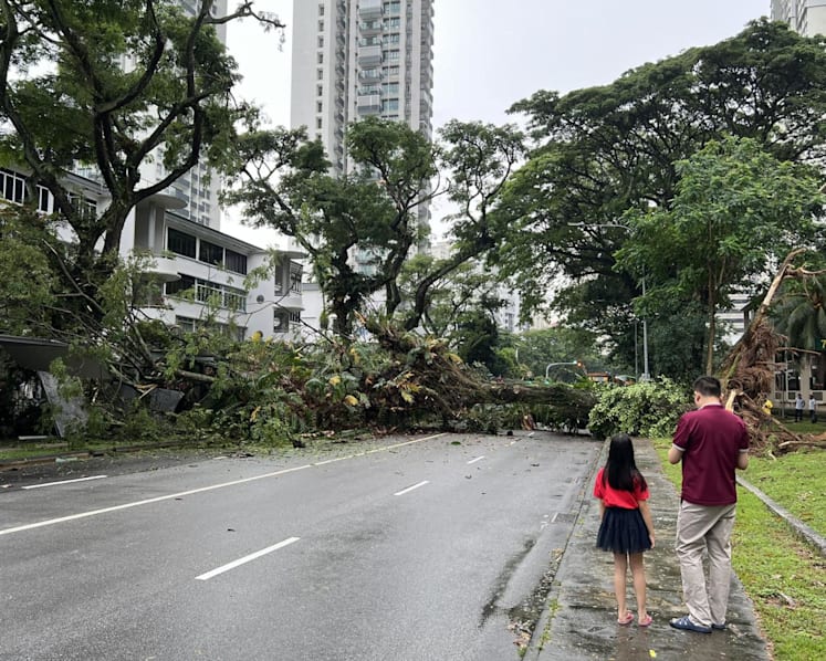 Fallen tree at Tiong Bahru Road snarls traffic, crushes car and damages sheltered walkway