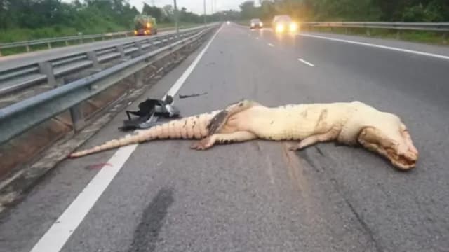 巨型鳄鱼爬上高速公路 惨遭汽车撞死