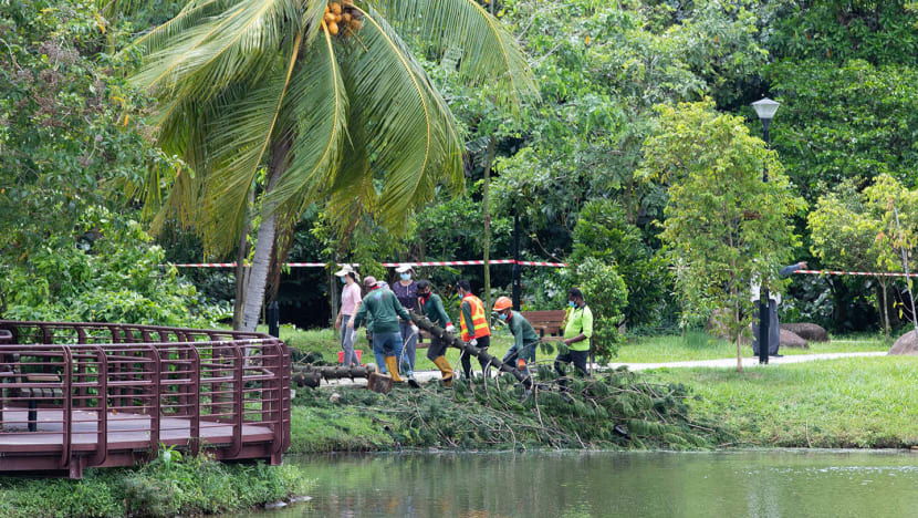 No external signs of termite infestation in tree that pinned jogger in Marsiling Park, killing her: Coroner