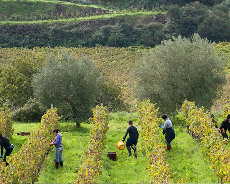 From ashes to tannins: What you need to know about volcanic wines