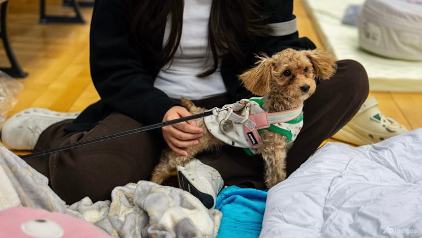 Volunteers seek lost pets amid Hong Kong deadly inferno wreckage