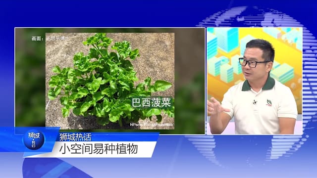 狮城有约 | 好看好吃又好种！新加坡花园节给你种植灵感