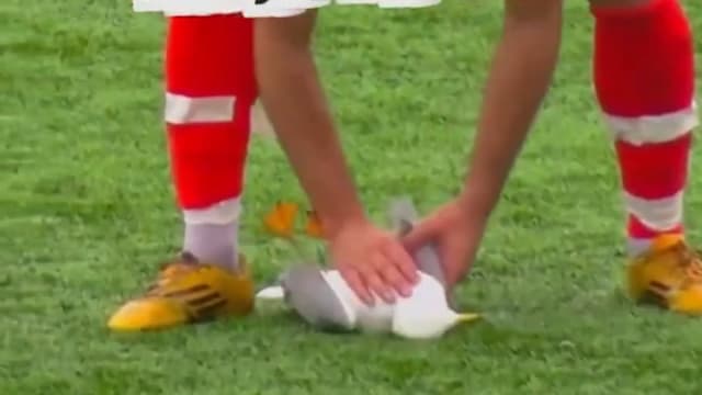 海鸥飞过赛场被足球击中坠地 球员做心肺复苏成功救回