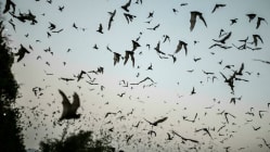 Related article image