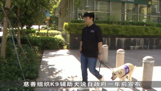  我国即将从澳洲引进助听犬帮助听障人士