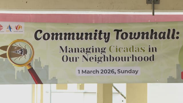 淡滨尼尚育启动试点计划  解决蝉鸣扰民问题