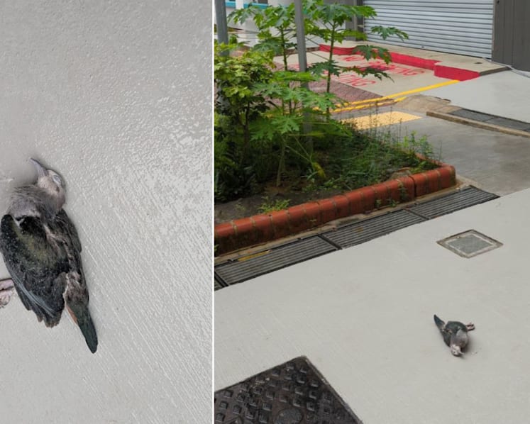Hotline logs record 650 reports of bird deaths in 2025, mostly from building collisions