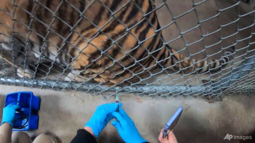 Tigers, bears, ferrets get COVID-19 vaccine at Oakland Zoo
