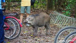 Related article image