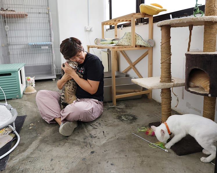 Already burnt out, some cat rescuers mull quitting after spike in abandonment cases, uncertainty over new regulations