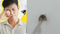 Man Swats Drain Fly Then Rubs Eye, Ends Up Losing An Eyeball To Severe Infection