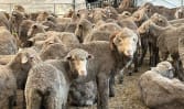  800 kambing korban habis ditempah, Aliyah Rizq perkemas operasi dengan sistem baharu