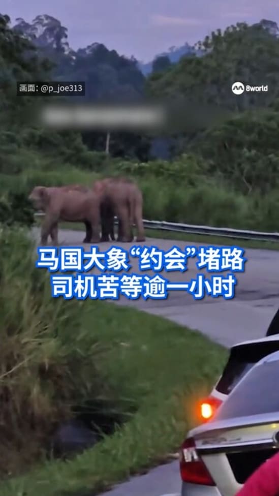 马国两头大象“约会”堵路 司机苦等逾一小时