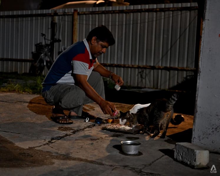 In Singapore's industrial fringe, migrant workers form unlikely bonds with stray animals