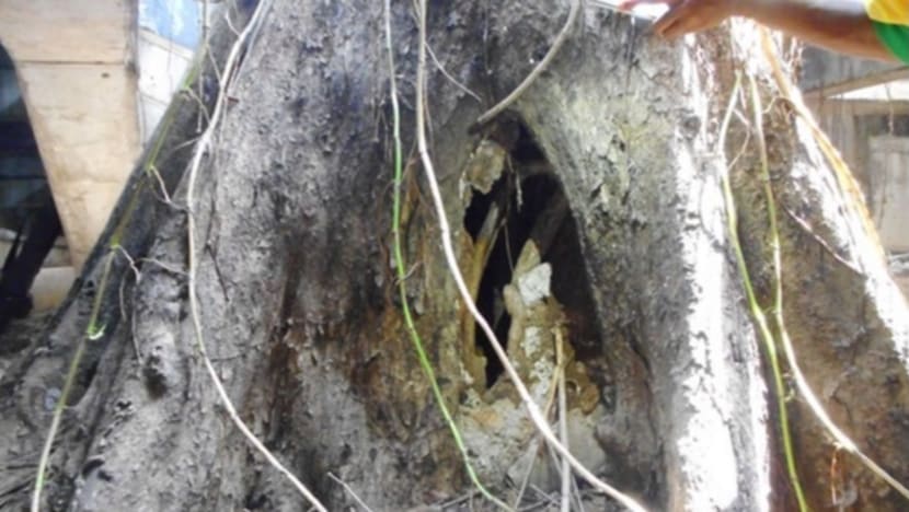 SOTA’s Angsana tree to be removed due to decay