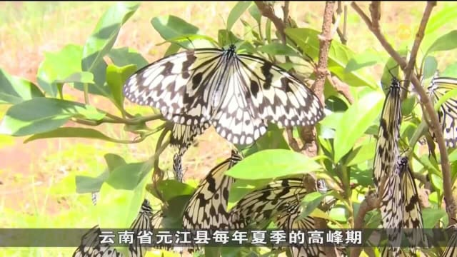 受气候变化影响 云南蝴蝶破蛹的时间比往年迟一个月