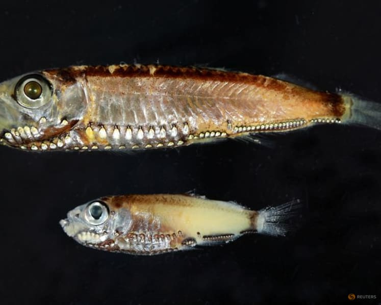 Deep-sea fish break the mold with novel visual system