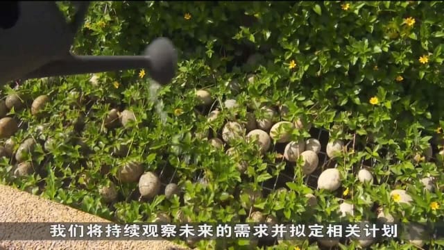 政府不计划将骨灰撒土安葬列为默认选项