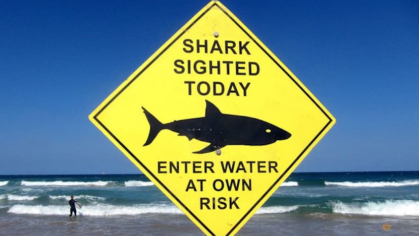 'Large shark' kills man off Sydney beach