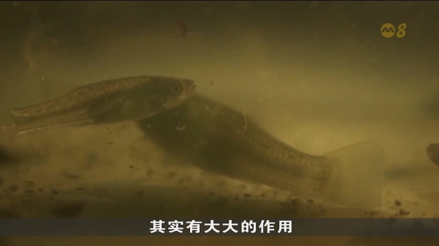 阿根廷培育本土小鱼 控制伊蚊数量