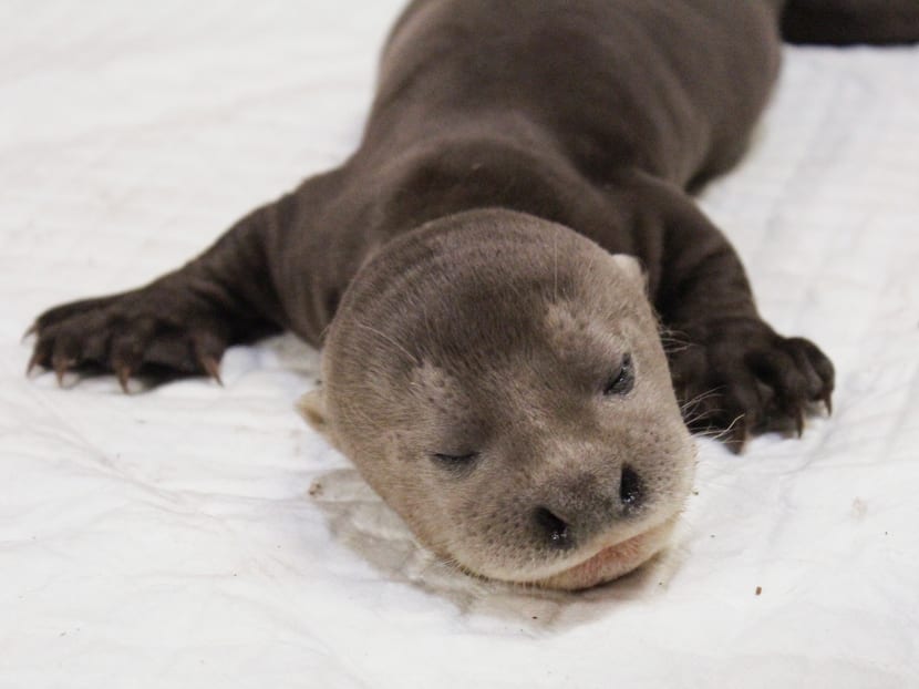 Asia’s first giant river otter baby born at River Safari