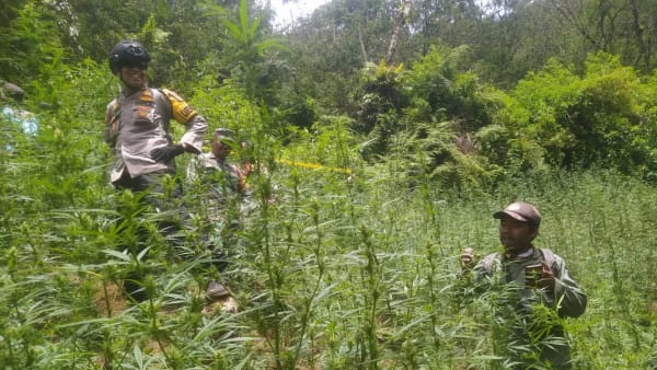 Viral ladang ganja di Bromo Tengger Semeru, terkait larangan drone?