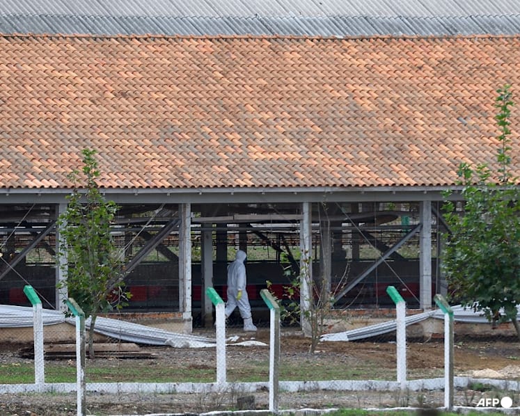 Singapore says it does not import poultry products from the Brazil farm hit by bird flu
