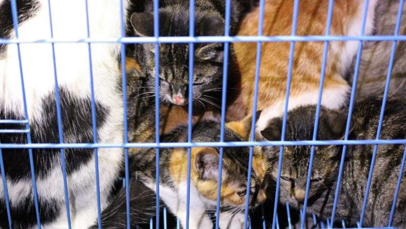 375 kucing ditemui di sebuah rumah sembelih