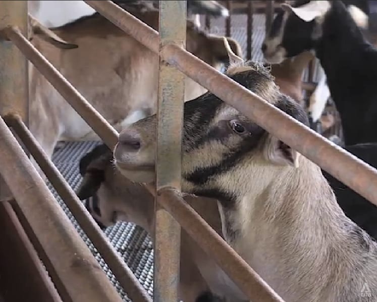 Singapore farms see damaged crops, depleted livestock yields from recent hotter weather